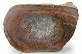Polished Sauropod Limb Bone (Gembone) Section - New Mexico #348866-1